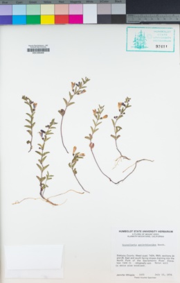 Scutellaria antirrhinoides image