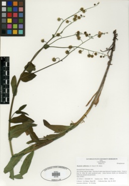 Image of Hackelia californica