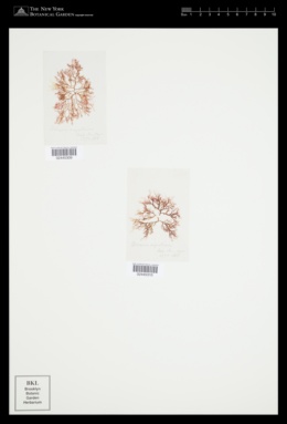 Pantoneura angustissima image
