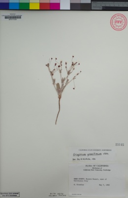 Image of Eriogonum gracillimum