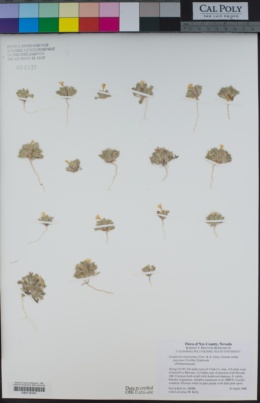 Langloisia setosissima subsp. punctata image