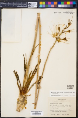 Image of Manfreda variegata