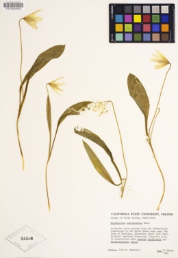 Erythronium purpurascens image