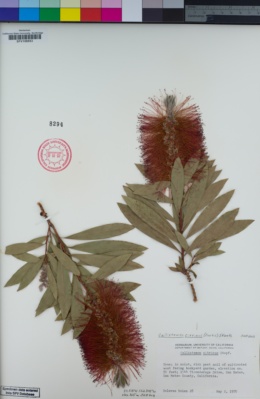 Melaleuca citrina image