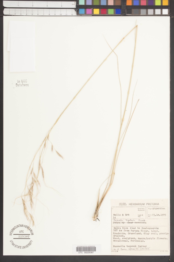 Nassella ligularis image