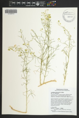 Lepidium fremontii var. fremontii image