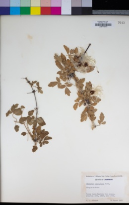 Image of Clematis pauciflora