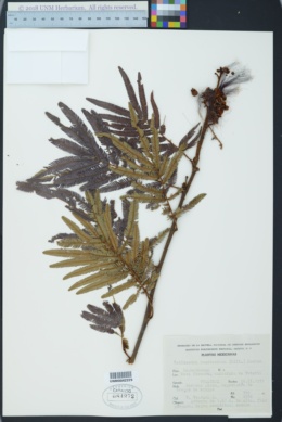 Image of Calliandra houstoniana