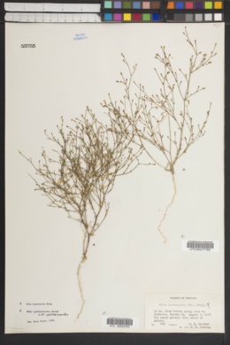 Gilia ophthalmoides subsp. ophthalmoides image