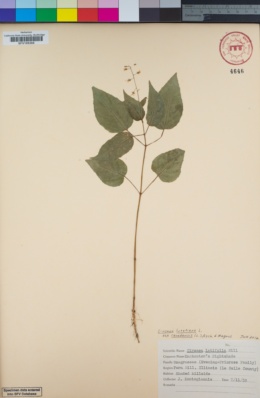 Image of Circaea canadensis