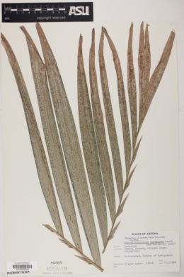 Chrysalidocarpus lutescens image