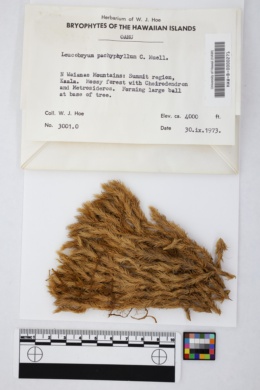 Image of Leucobryum pachyphyllum