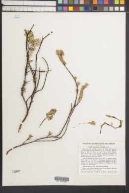 Image of Euphorbia buxifolia