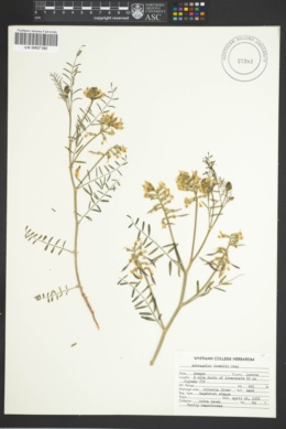 Astragalus howellii image