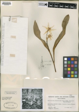 Image of Erythronium pusaterii