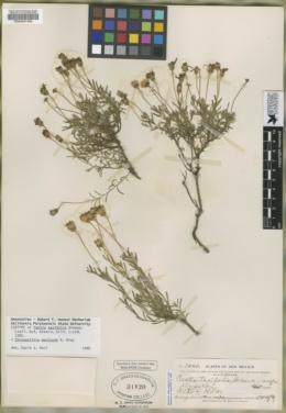 Pectis taxifolia image