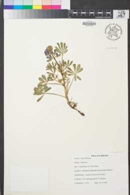 Image of Lupinus succulentus