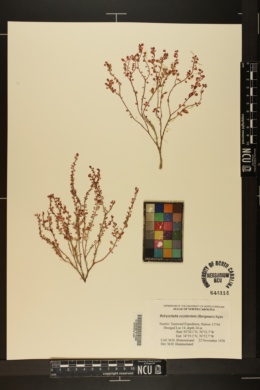 Botryocladia occidentalis image