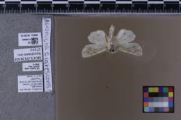 Acronicta clarescens image