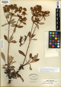 Eriogonum jamesii var. wootonii image