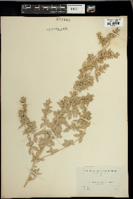 Atriplex leucophylla image