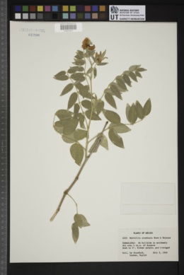 Morkillia acuminata image