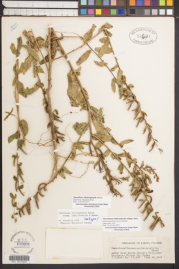 Image of Oenothera heterophylla