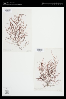 Chondria tenuissima var. striolata image