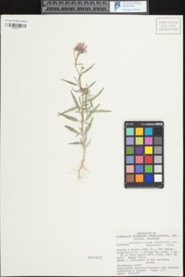 Image of Palafoxia rosea