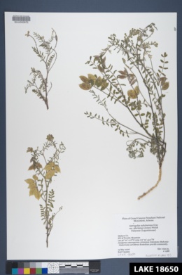 Astragalus subcinereus var. sileranus image