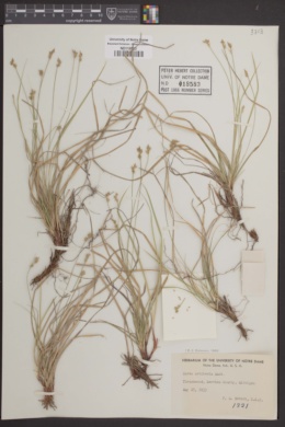 Image of Carex artitecta