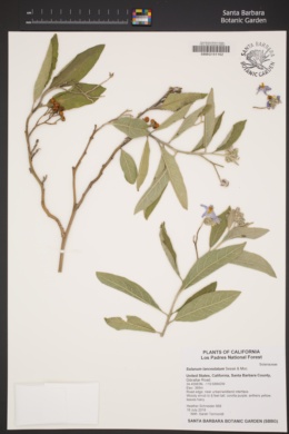 Image of Solanum lanceolatum