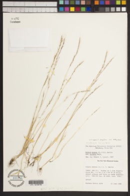 Vulpia myuros f. megalura image