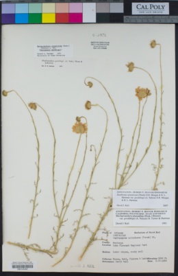 Xanthisma spinulosum var. gooddingii image