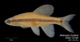 Image of Pteronotropis hubbsi