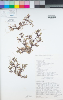 Phacelia cookei image