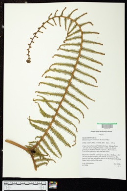 Image of Diplopterygium pinnatum