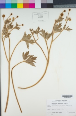Image of Ranunculus macranthus