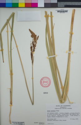 Carex schottii image