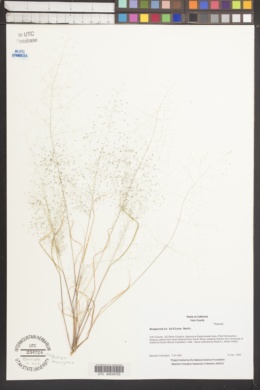 Image of Eragrostis biflora