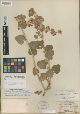 Sphaeralcea fasciculata image