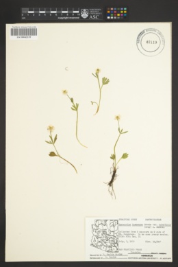 Ranunculus inamoenus var. subaffinis image