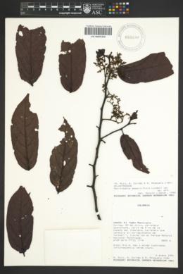 Image of Perrottetia sessiliflora