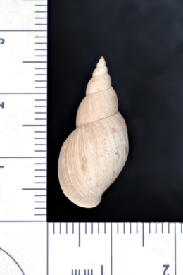 Stagnicola catascopium image