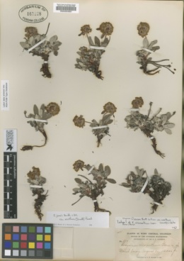 Eriogonum chloranthum image