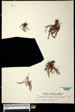 Adenophorus hymenophylloides image