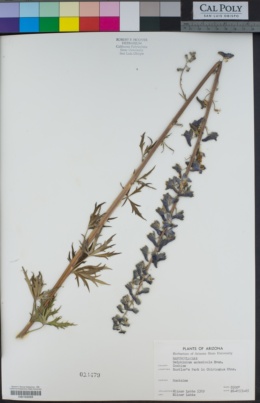 Image of Delphinium andesicola