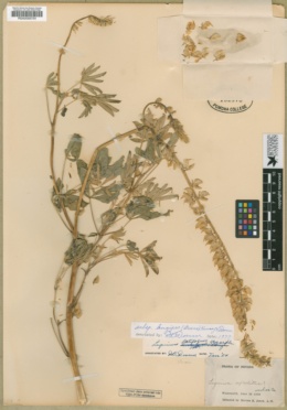 Lupinus latifolius subsp. longipes image