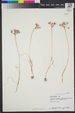 Image of Allium praecox
