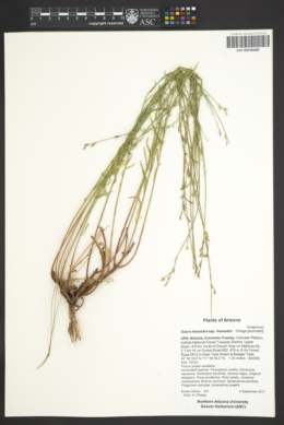 Gaura hexandra subsp. hexandra image